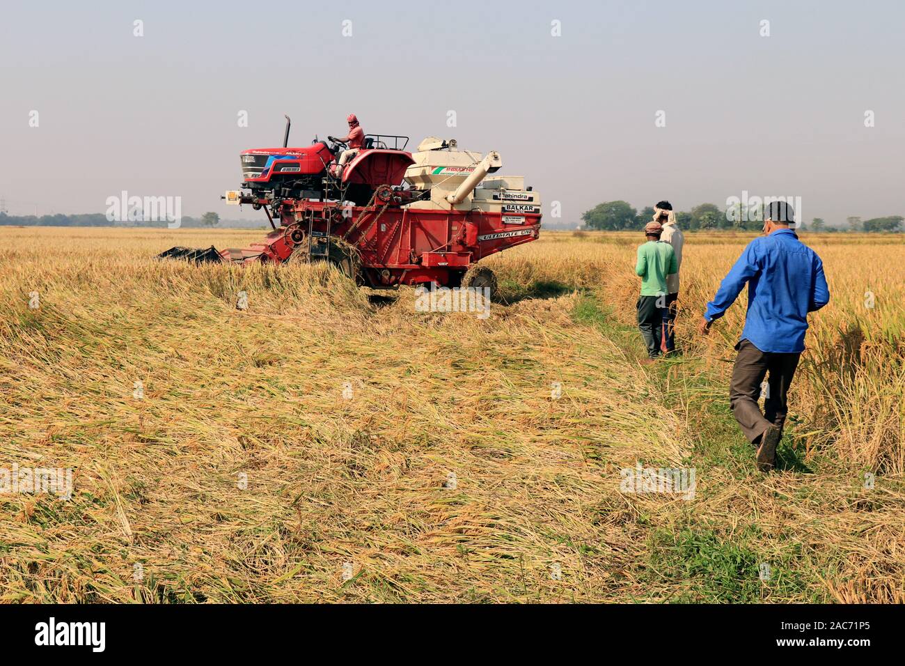 Recolte Riz Bardhaman, Bengale de l'Ouest, Inde le 29 novembre 2019- Combine la ...