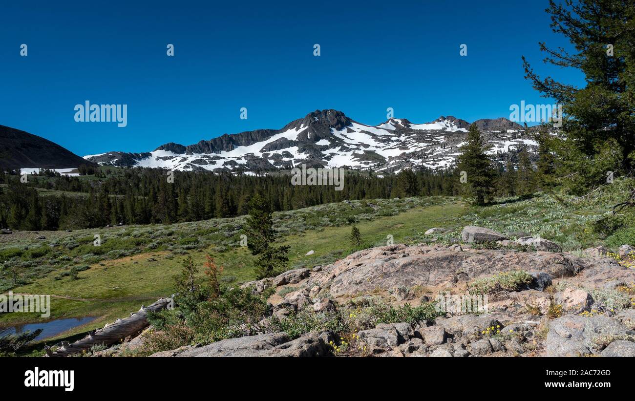 Vue sur montagne près de Winnemucca Lake de Frog Lake au printemps, surtout avec la neige fondue packs , fleurs sauvages et arbres conifères Banque D'Images