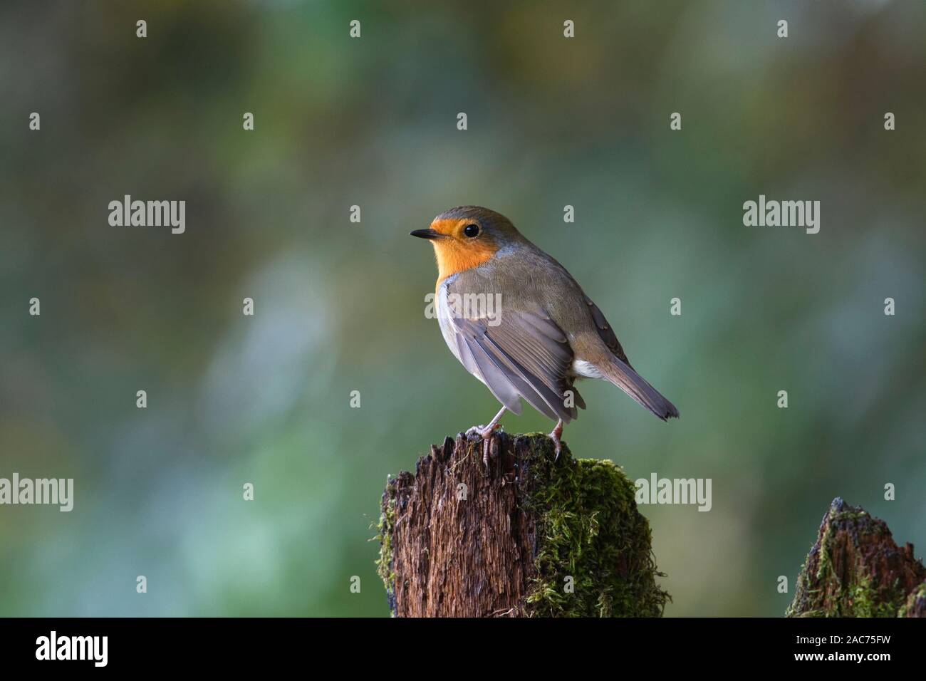 European robin (Erithacus rubecula aux abords) perché sur une souche d'arbre Banque D'Images