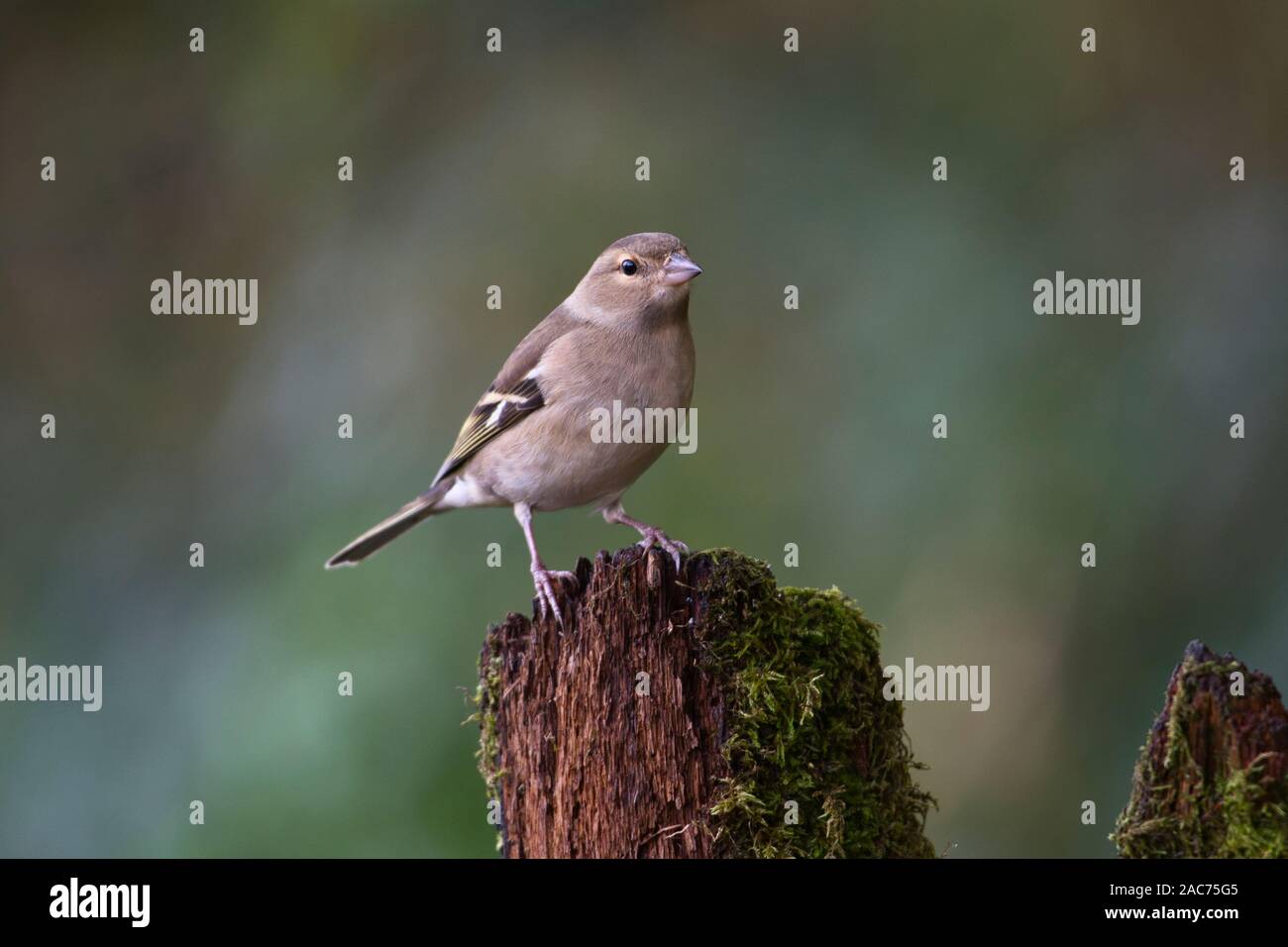 (Fringilla coelebs chaffinch femelle) Banque D'Images