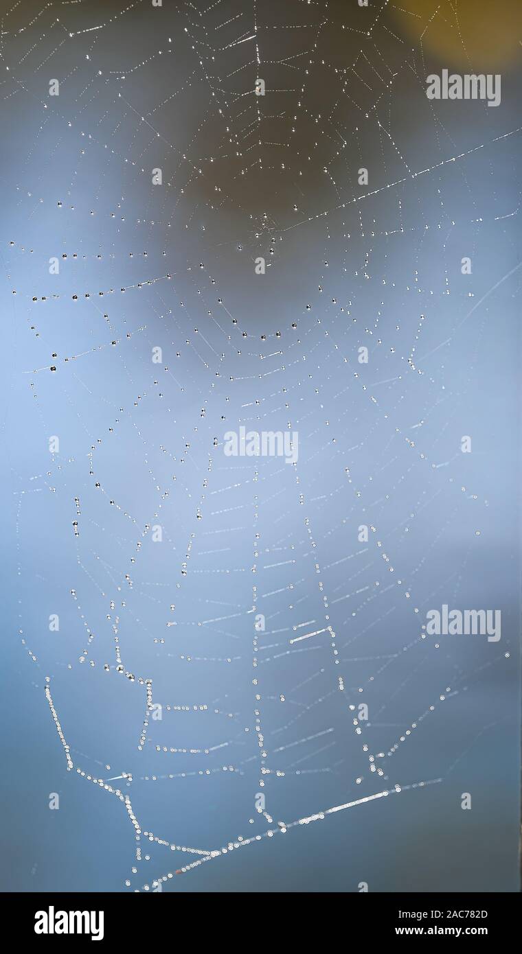 Gouttes de rosée Sur Spider Web contre un arrière-plan d'eau Banque D'Images