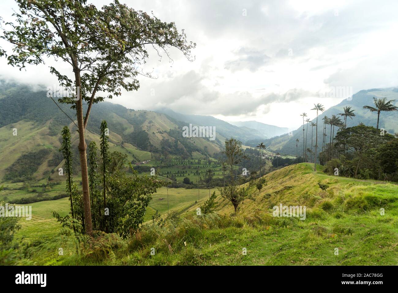 Vue panoramique sur la vallée de Cocora dans le Salento, Magdalena, en Colombie. Banque D'Images