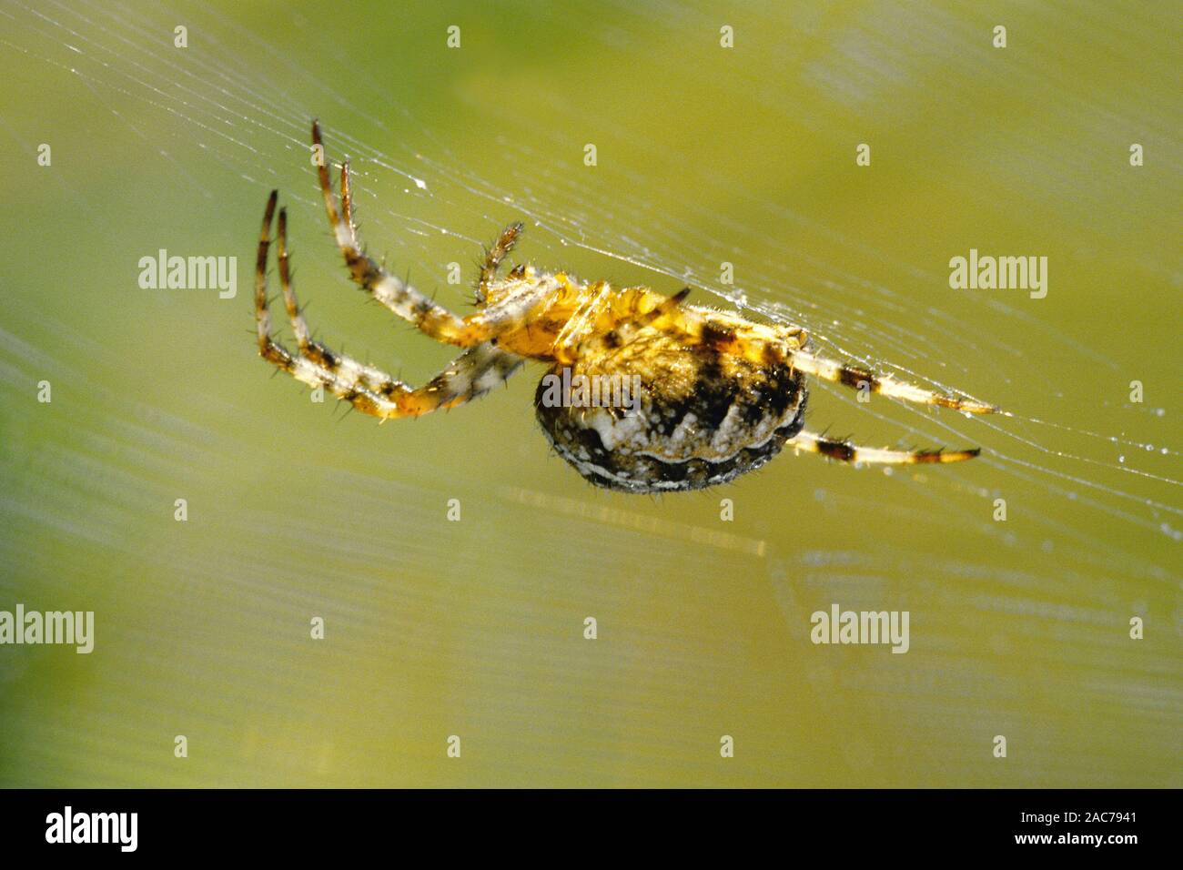 Gartenkreuzspinne Kreuzspinne, Gemeine (Araneus diadematus,), Banque D'Images