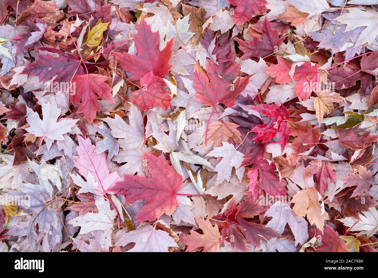 Feuilles d'érable argenté (Acer saccharinum) sur le sol de la forêt, Automne, Minnesota, USA, par Dominique Braud/Dembinsky Assoc Photo Banque D'Images