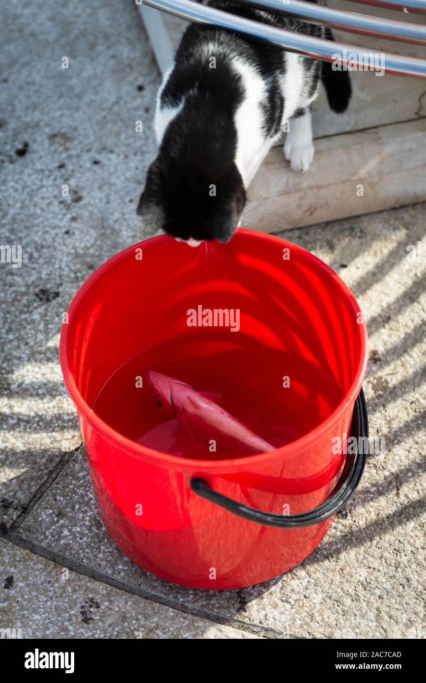 Chat noir et blanc cherche des prises de poisson dans un seau d'eau rouge à Cres Harbour, Baie de Kvarner, Croatie Banque D'Images