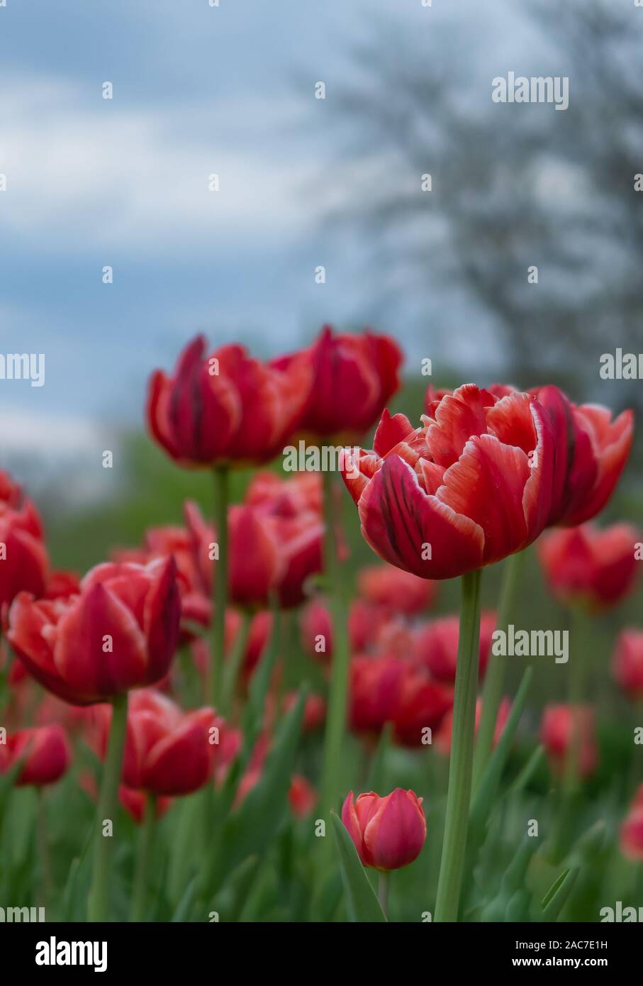 Tulipes rouges sur le terrain Banque D'Images