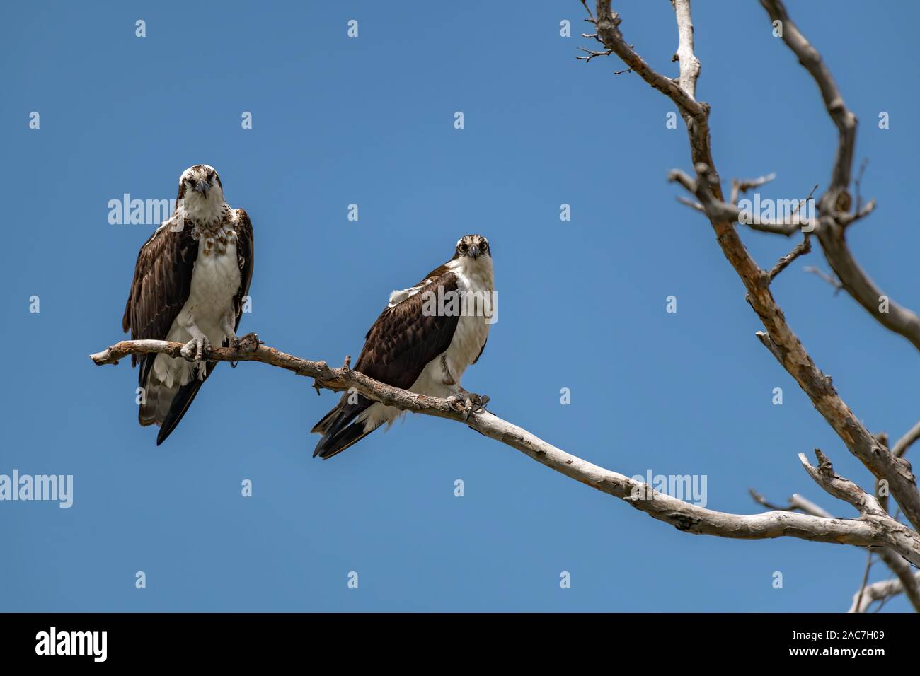 Deux Balbuzard perché sur Tree against Blue Sky Banque D'Images