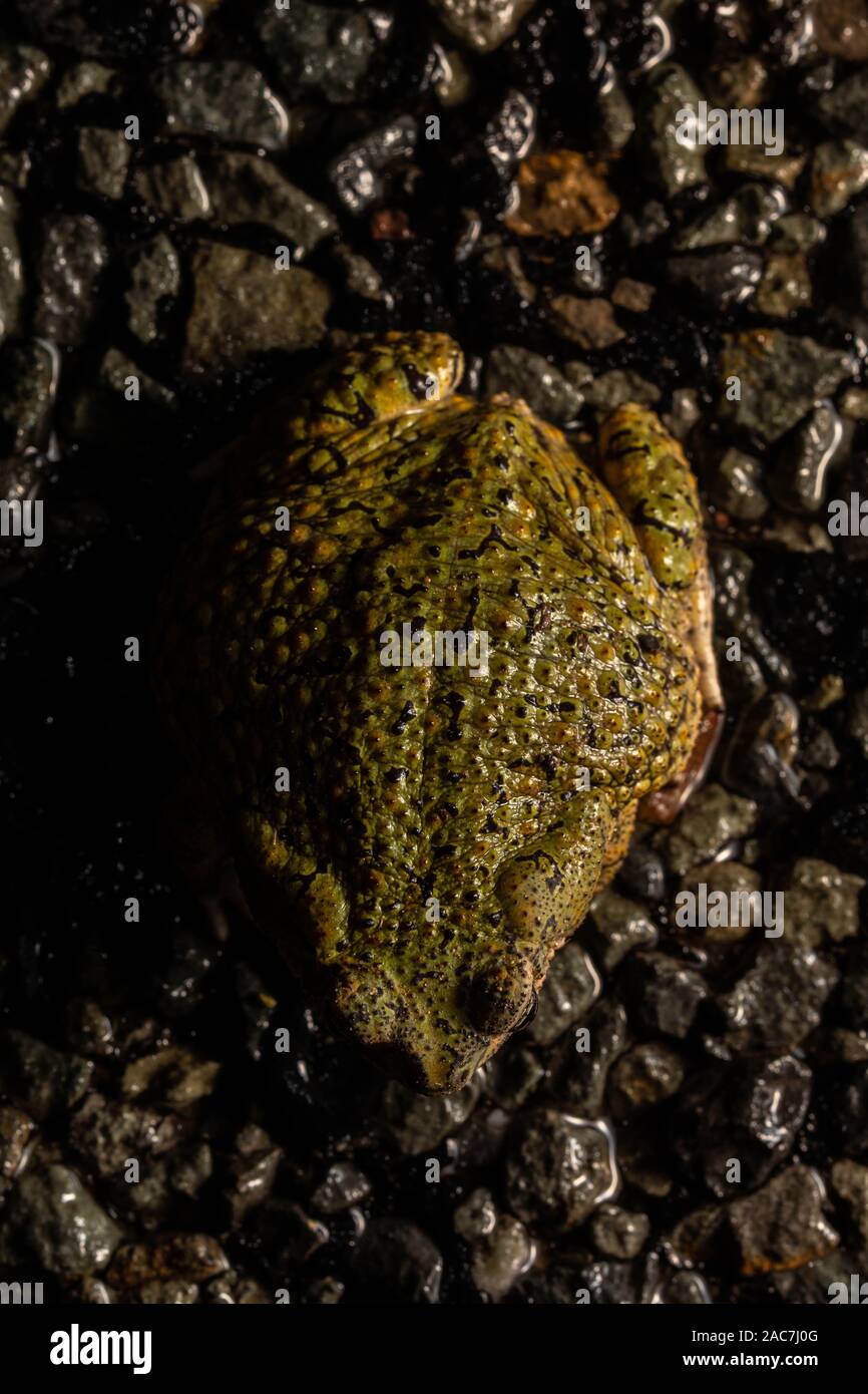 Crapaud vert (Anaxyrus debilis) de Grant County, Nouveau Mexique, USA. Banque D'Images
