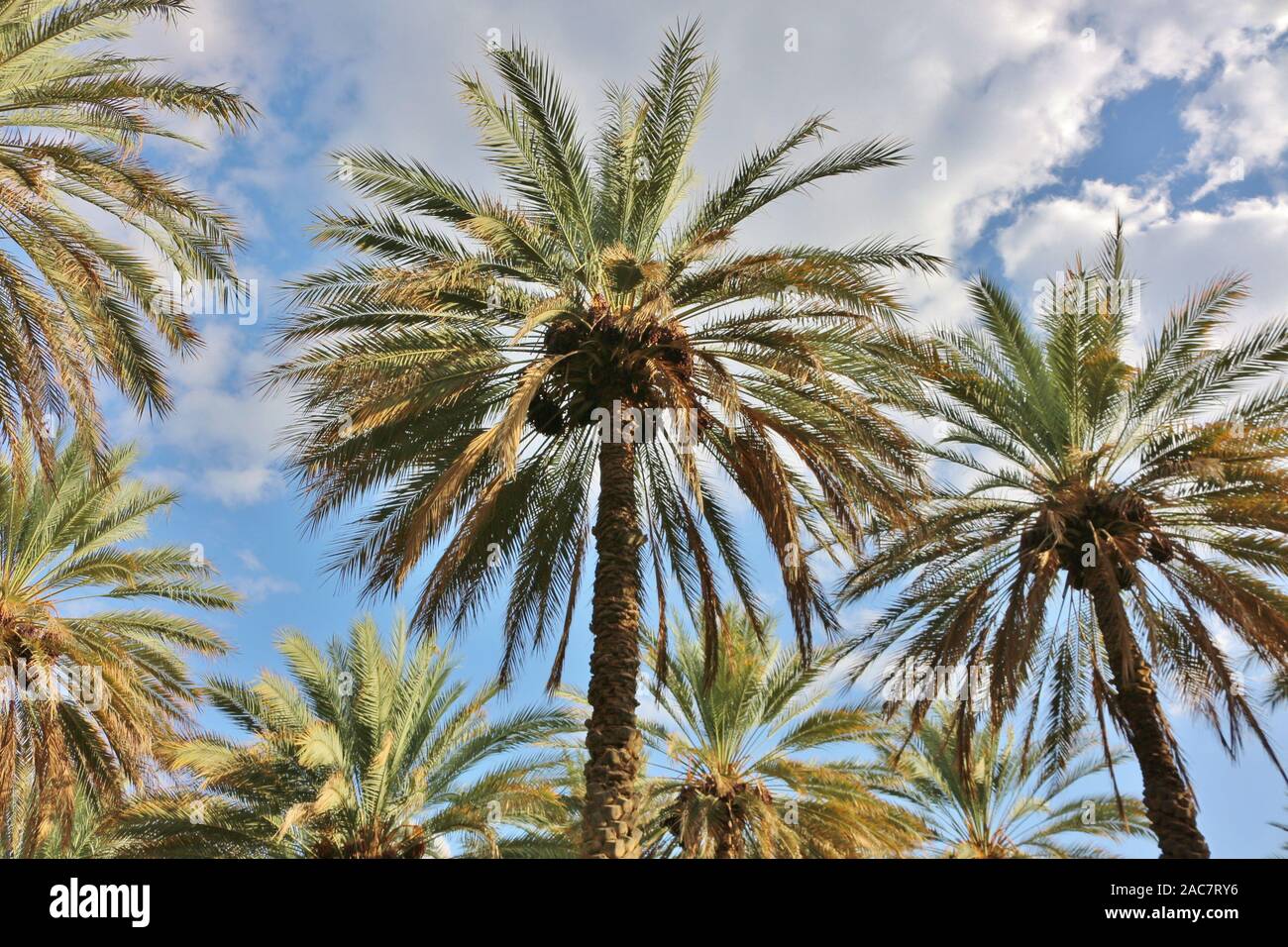 Palmiers dans Oman près de Birkat al Mouz Banque D'Images
