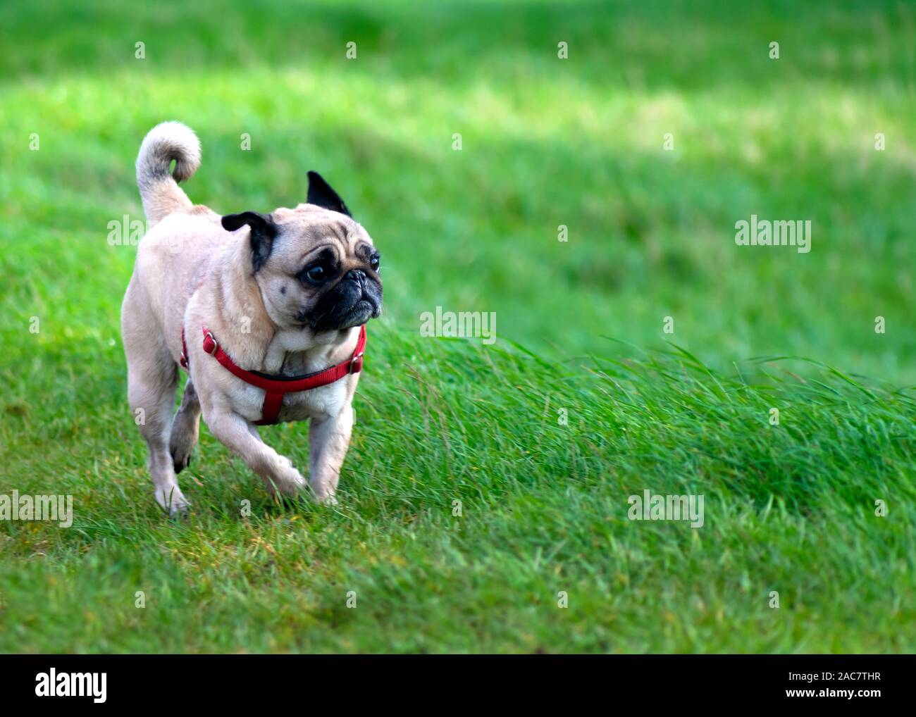 Belle pug fauve bénéficiant d'une exécution de l'exercice portant un faisceau avec un regard comique sur son visage fond d'herbe verte pour copy space Banque D'Images