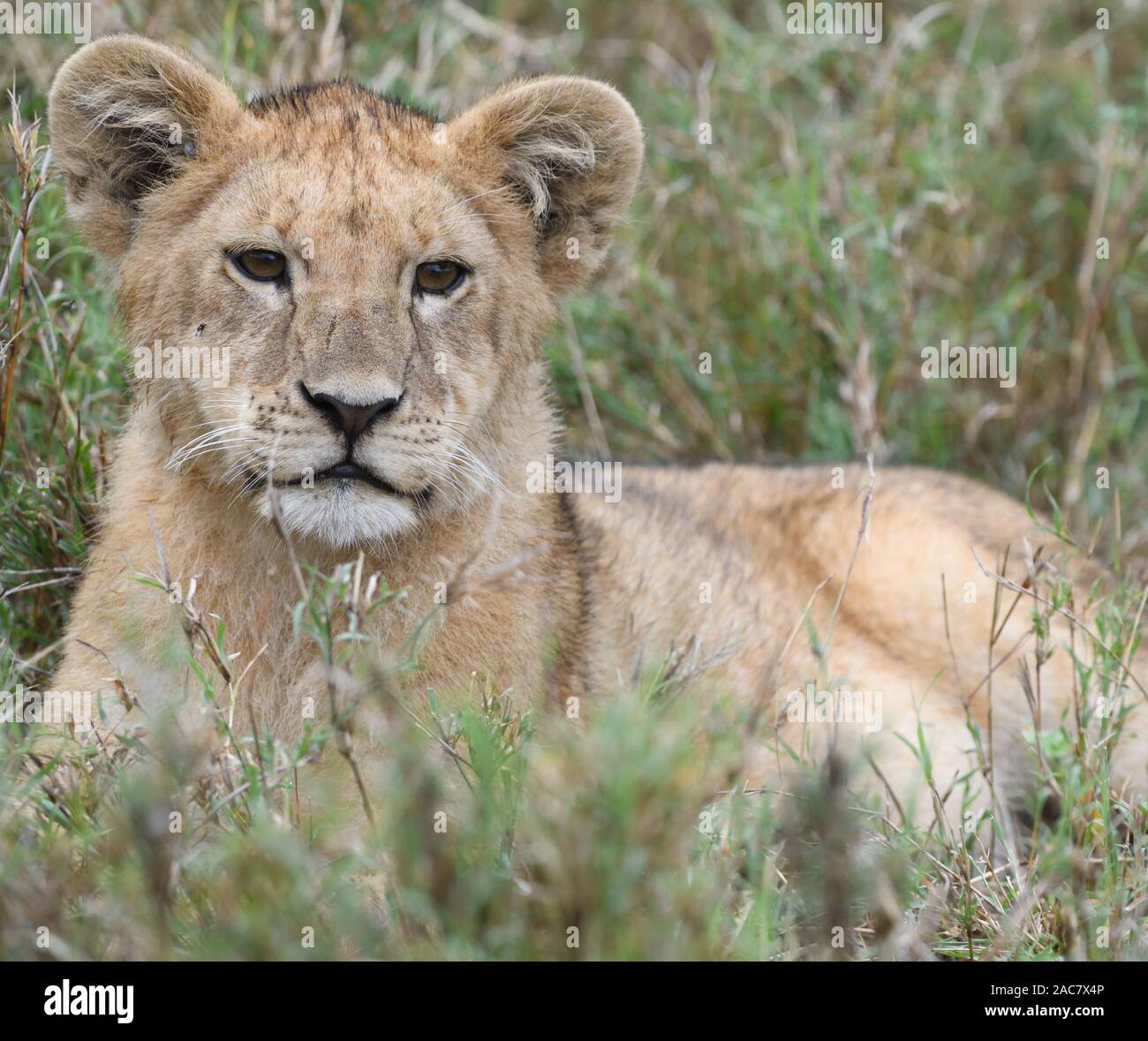 Un lion cub (Panthera leo) s'interrompt tout en jouant avec ses frères dans la longue herbe sèche du Serengeti. Parc National Du Serengeti, Tanzanie. Banque D'Images