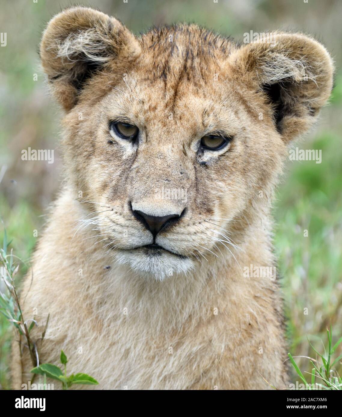 Un lion cub (Panthera leo) s'interrompt tout en jouant avec ses frères dans la longue herbe sèche du Serengeti. Parc National Du Serengeti, Tanzanie. Banque D'Images