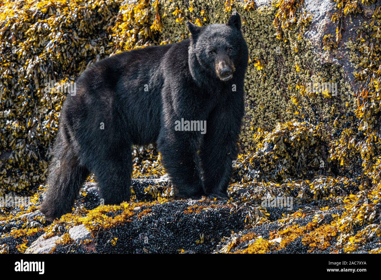 L'ours noir le long de la laisse de basse mer le long de l'Inlet Knight rivage, le territoire des Premières Nations, Colombie-Britannique, Canada Banque D'Images