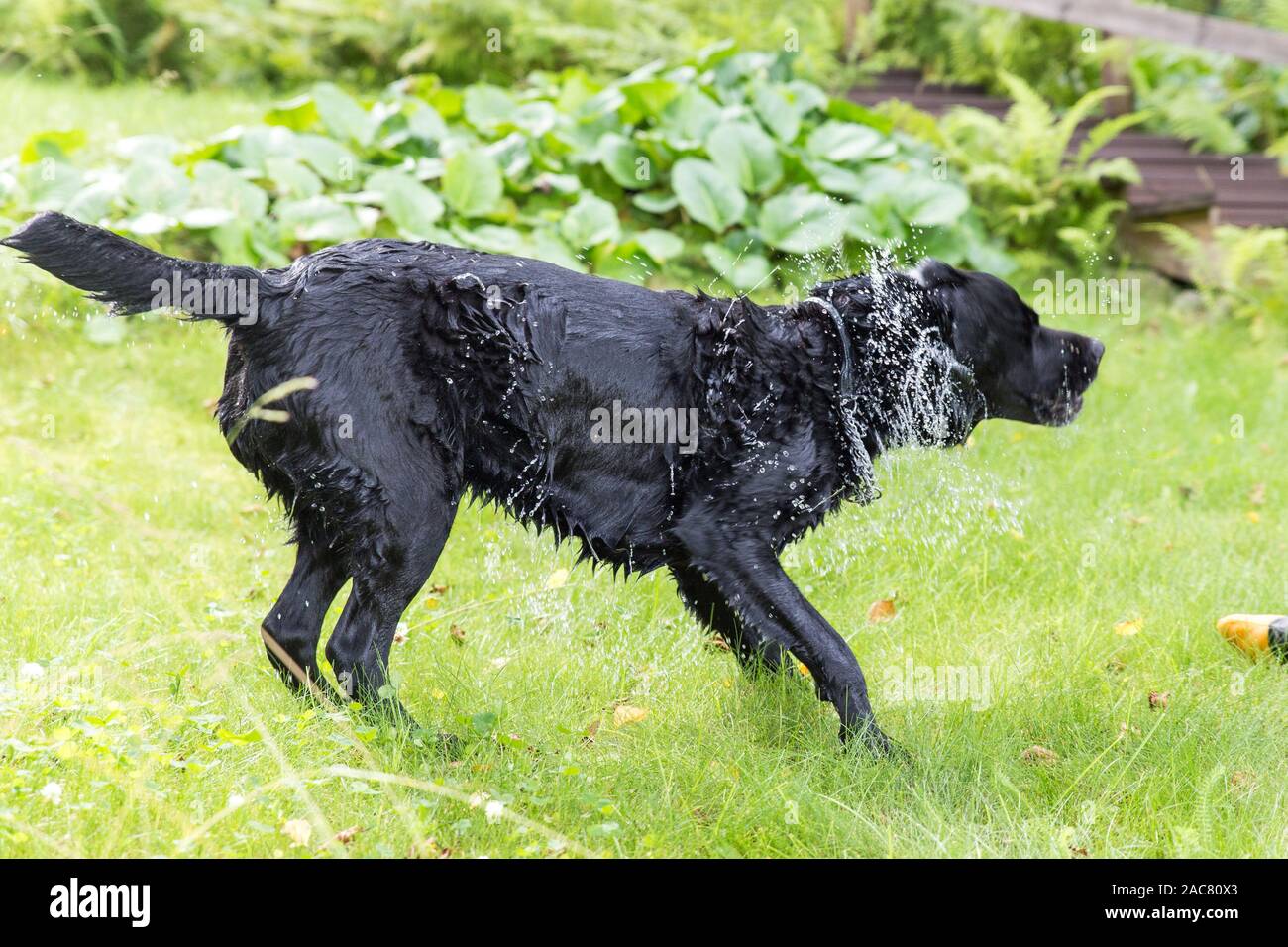 Labrador noir fourrure secouant Banque D'Images