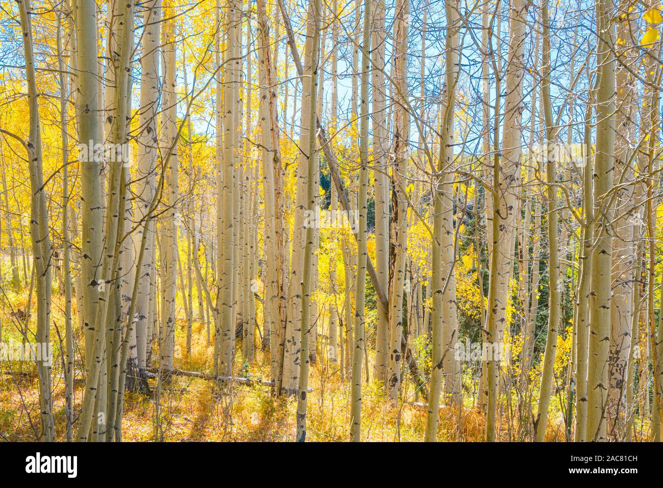 Aspen Grove dense du tronc des arbres à l'automne en Californie Banque D'Images