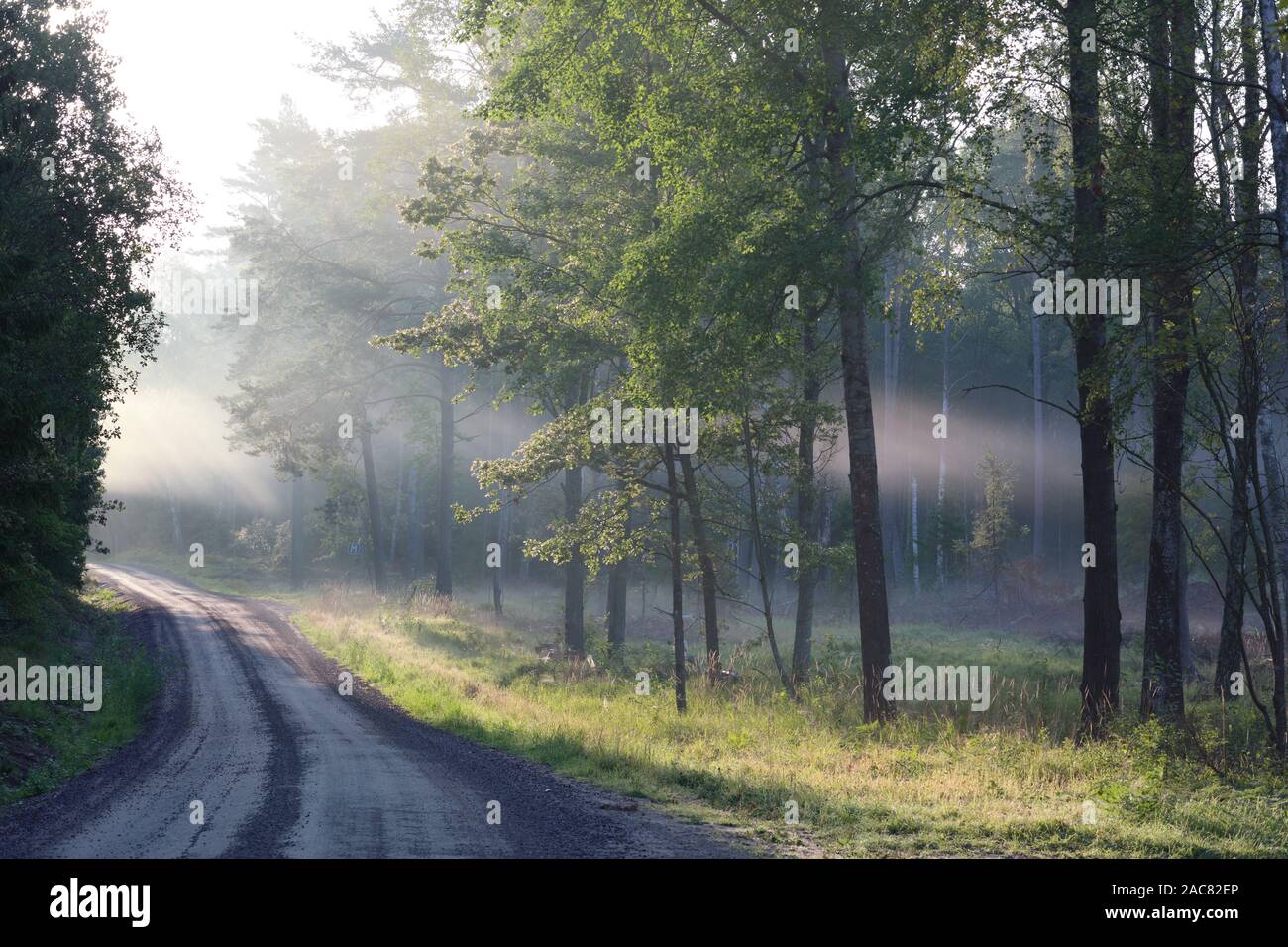 Les rayons de lumière à travers la brume du matin dans Bogesundslandet, près de Vaxholm, en Suède Banque D'Images