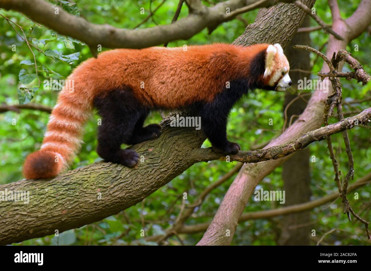 Le panda rouge debout sur branche d'arbre à Chengdu, Sichuan, Chine Banque D'Images