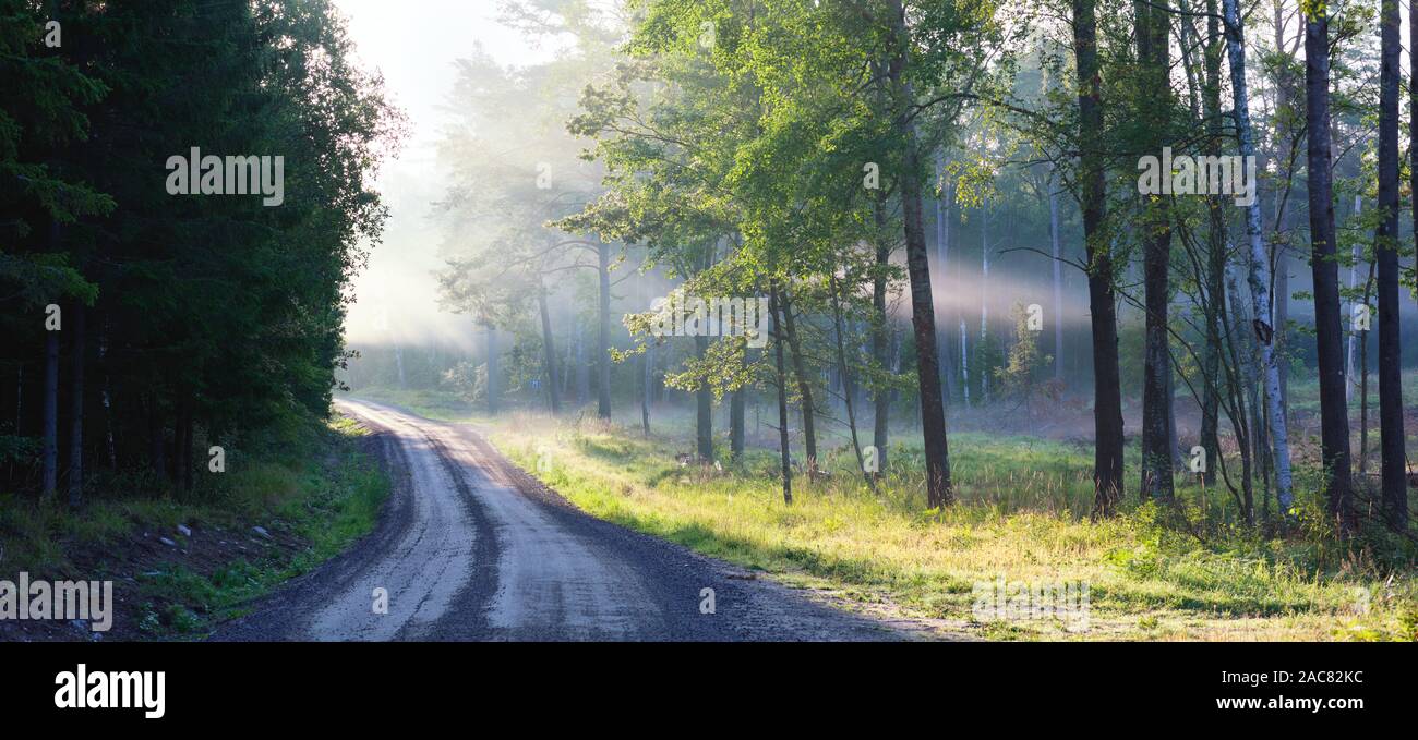 Les rayons de lumière à travers la brume du matin dans Bogesundslandet, près de Vaxholm, en Suède Banque D'Images
