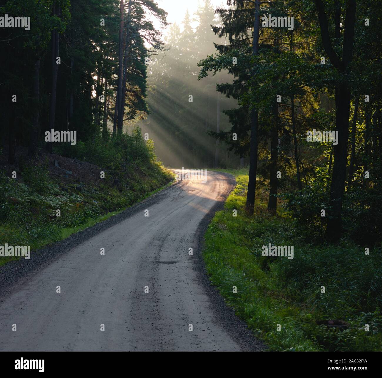 Les rayons de lumière à travers la brume du matin dans Bogesundslandet, près de Vaxholm, en Suède Banque D'Images