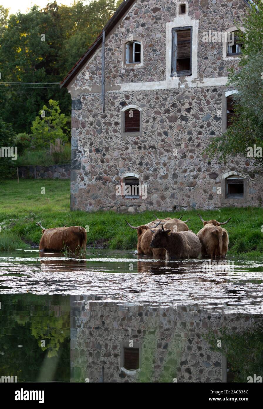 Un groupe de vaches de boire dans le lac Banque D'Images