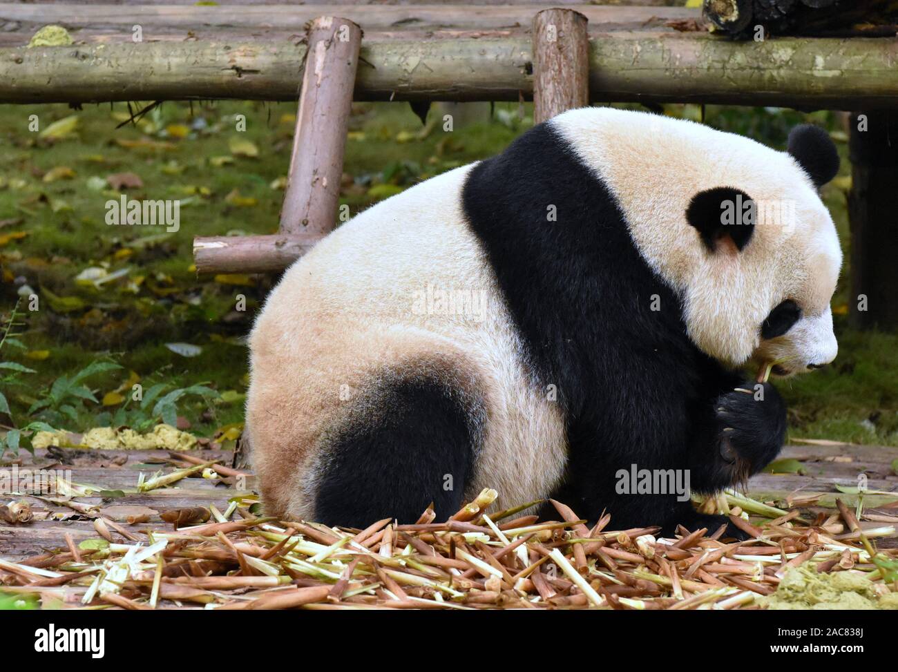 Panda manger des pousses de bambou Banque D'Images