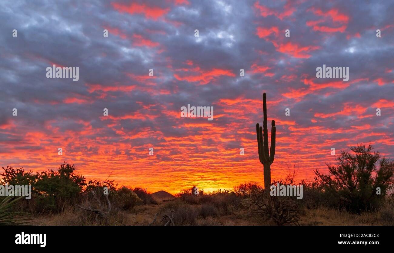 Silhouette de Saguaro cactus à Scottsdale AZ colorées et avec un ciel coucher de soleil en arrière-plan. Banque D'Images