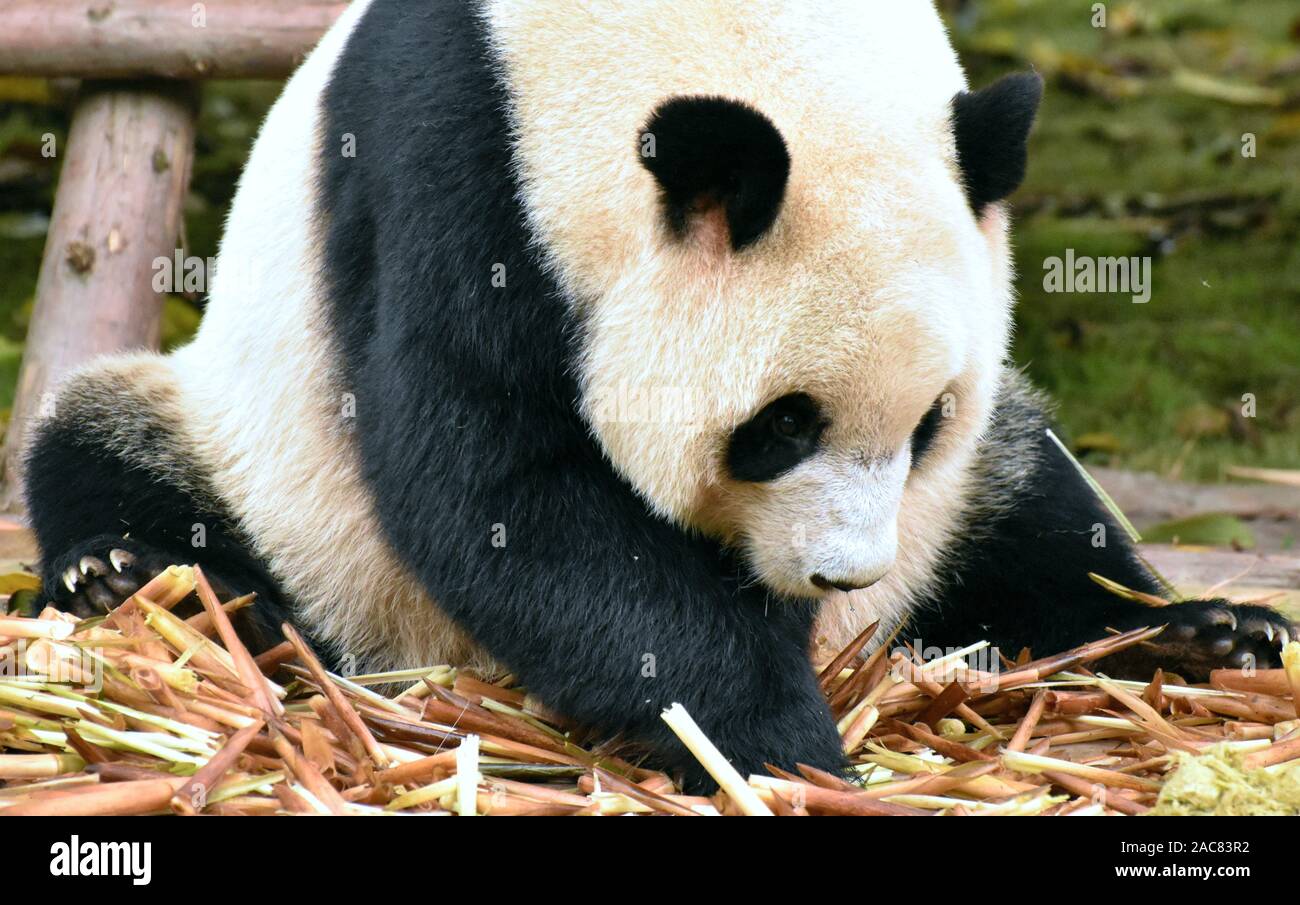 Cute panda choisit de manger des pousses de bambou Banque D'Images