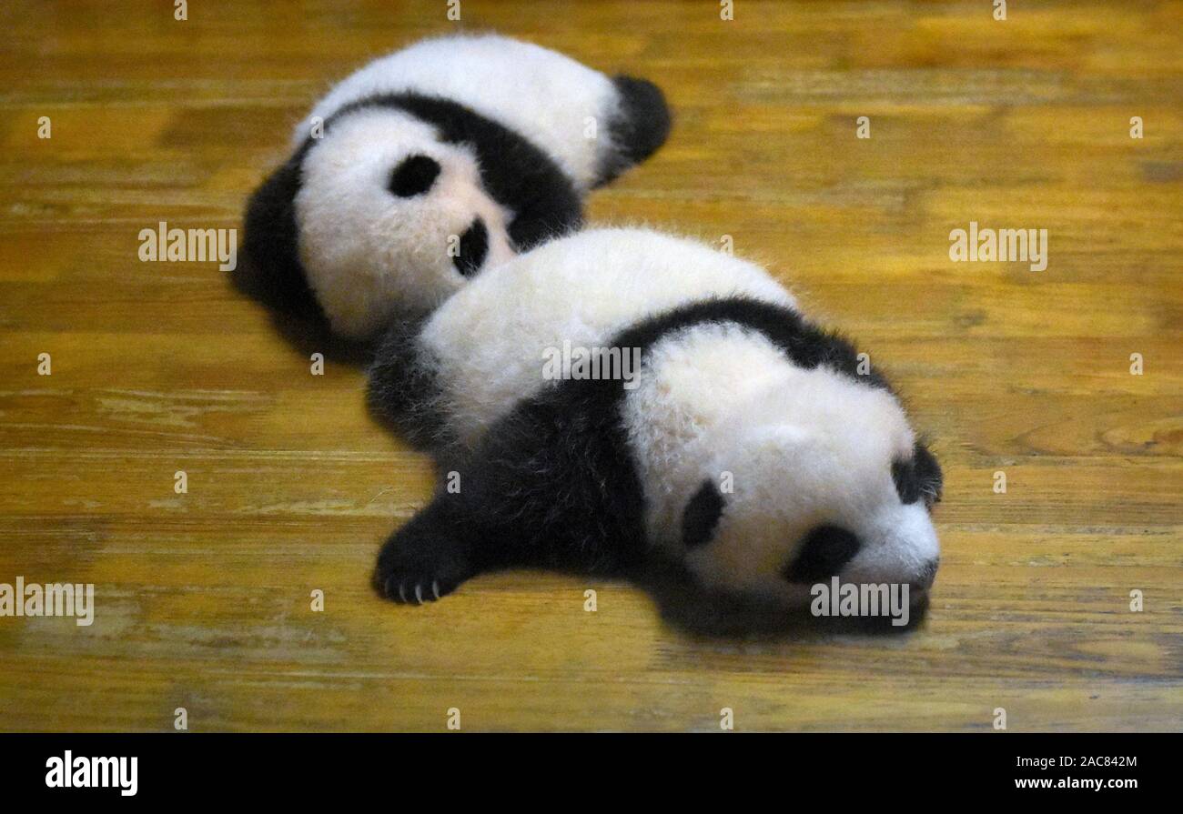 Ours panda mignon nouveau-nés se reposant dans un lit bébé Banque D'Images