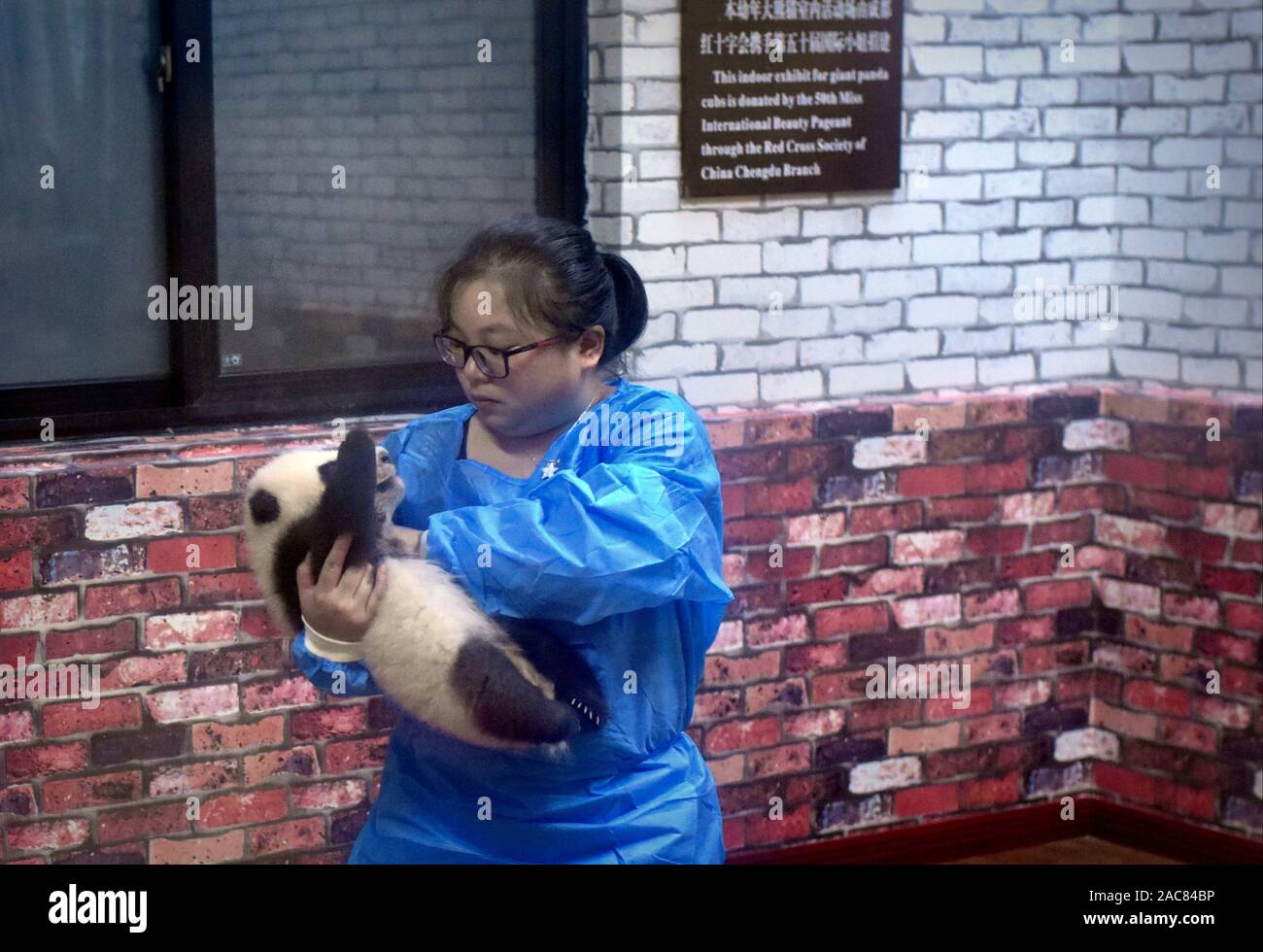 Panda dans les bras de gardien au centre d'élevage de Pandas de Chengdu, Chine Banque D'Images