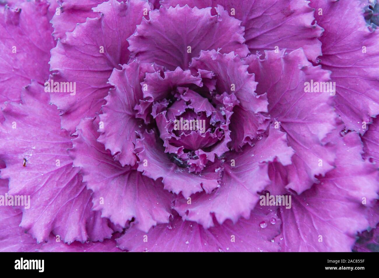 Brassica oleracea aka. automne - hiver chou - chou chou ornemental pourpre - close up of pink chou décoratif Banque D'Images