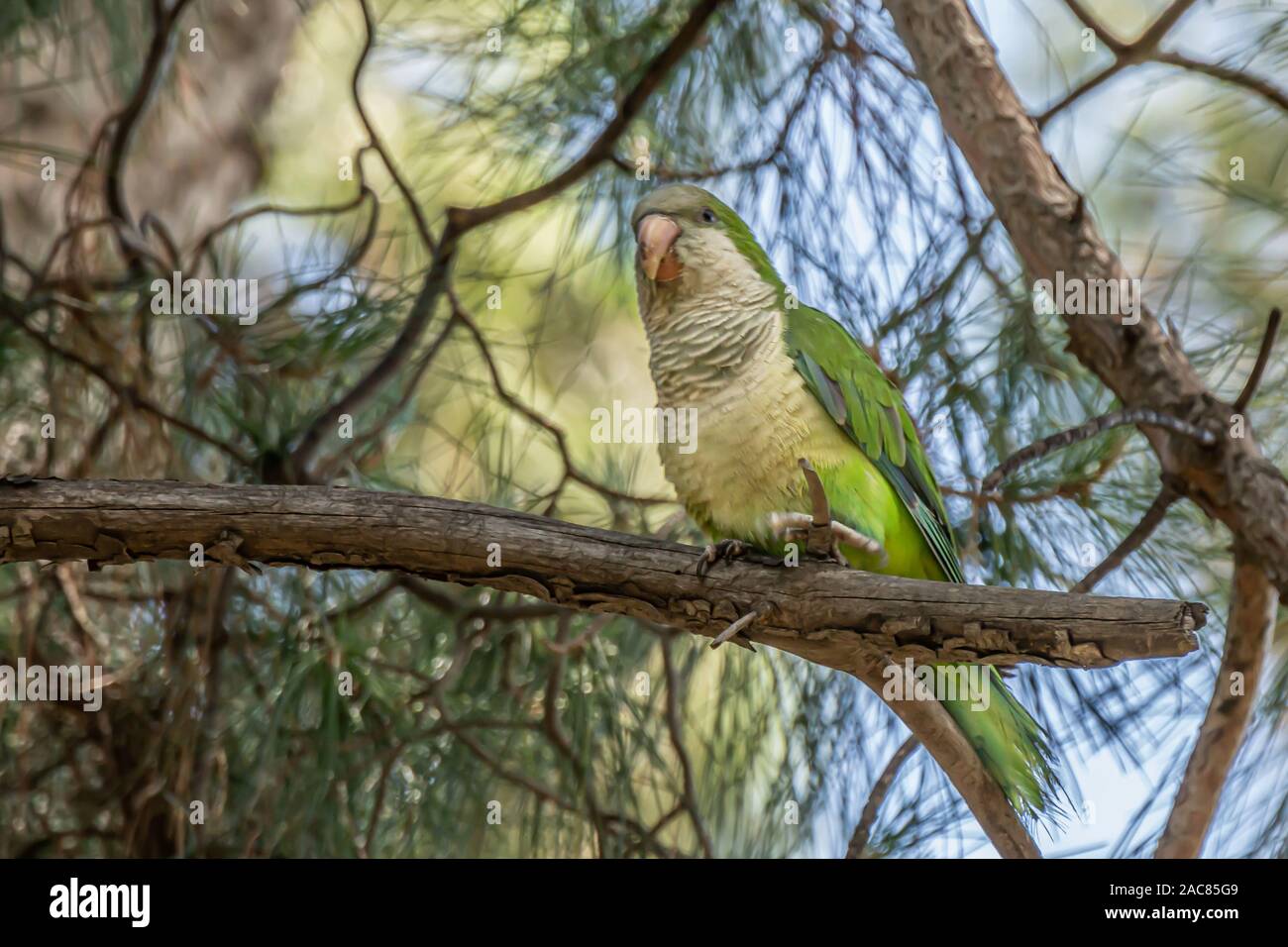 Perruche moine, Myiopsitta monachus, Quaker PARROT, est une espèce de perroquet véritable dans la famille Psittacidae. Petit, clair-perroquet vert avec un ton gris br Banque D'Images