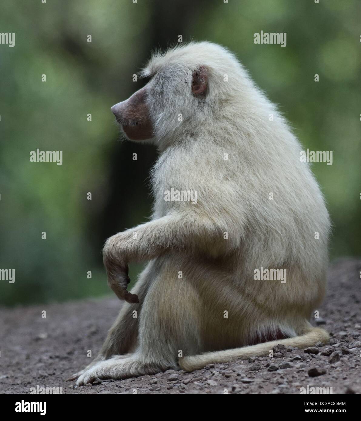 Une femelle babouin olive albinos (Papio anubis) est assis à côté d'une piste. Parc National d'Arusha. Arusha, Tanzanie. Banque D'Images