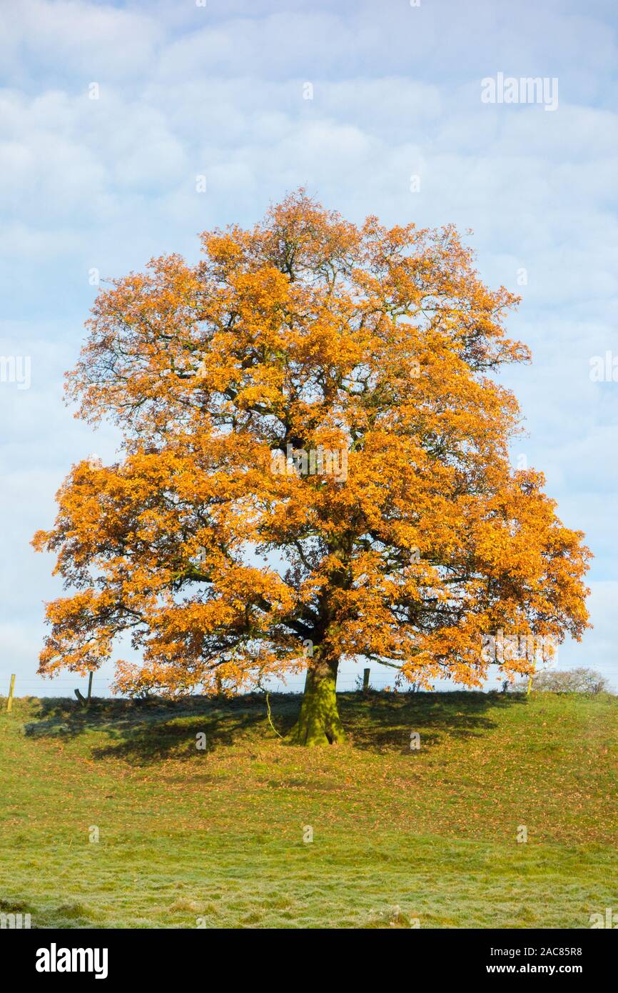 Seul Arbre chêne anglais Quercus robur dans l'automne, montrant ses couleurs d'automne Banque D'Images