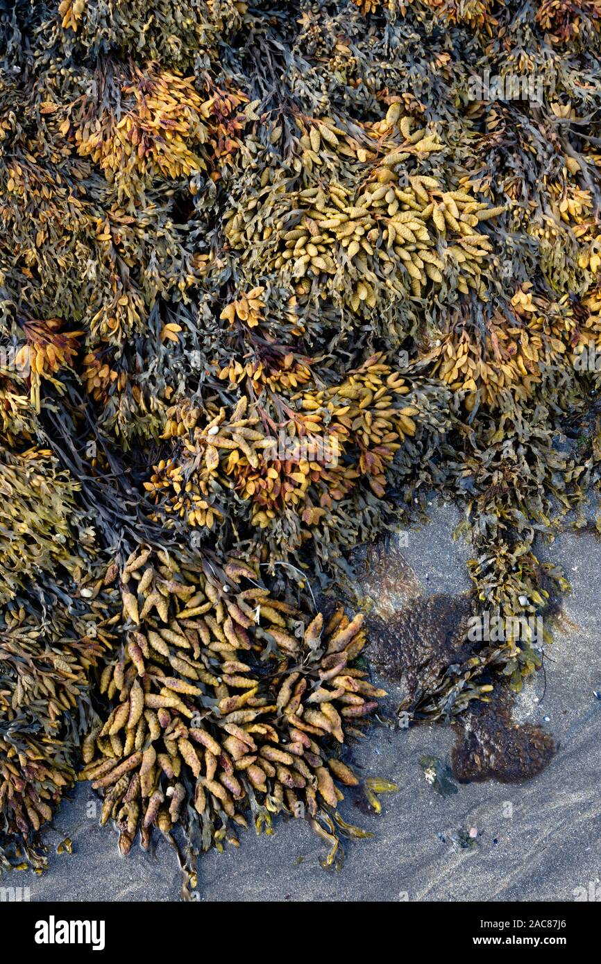 Algues fucus vésiculeux (Fucus vesiculosus) croissant sur les rives de sable et visibles à marée basse Banque D'Images