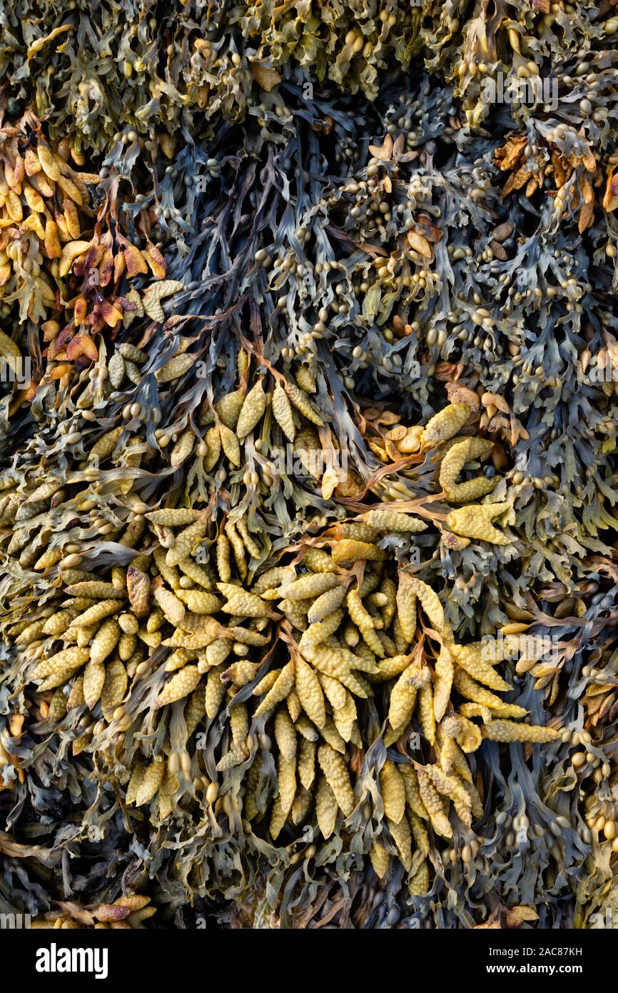 Algues fucus vésiculeux (Fucus vesiculosus) croissant sur le rivage et visibles à marée basse Banque D'Images