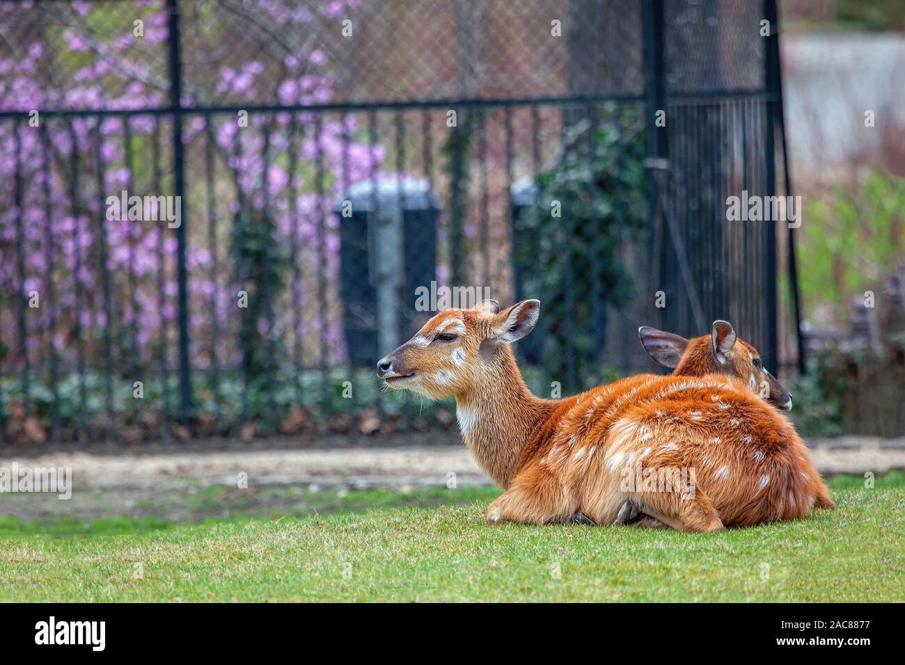 Jachère persique cerfs couchés sur l'herbe verte Banque D'Images