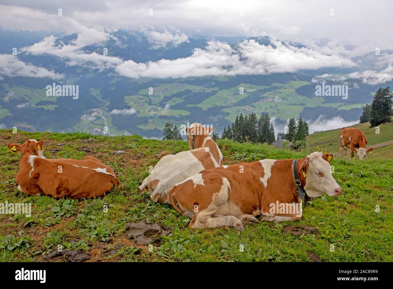 Lolling vaches sur les pentes du Hohe Salve Banque D'Images