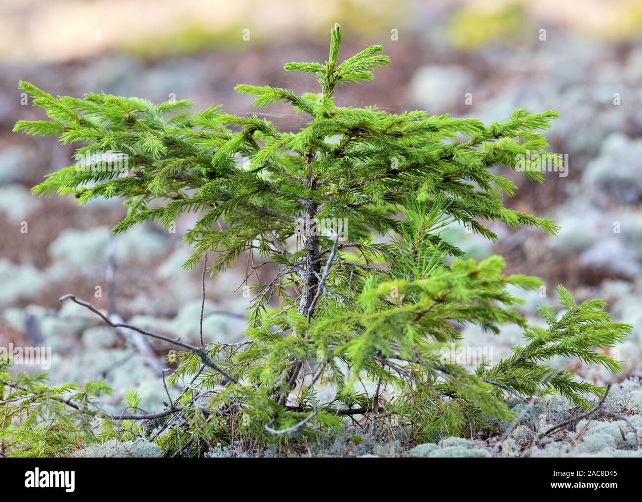 Petit green bush dans une forêt en Bogesundslandet près de Vaxholm, en Suède Banque D'Images