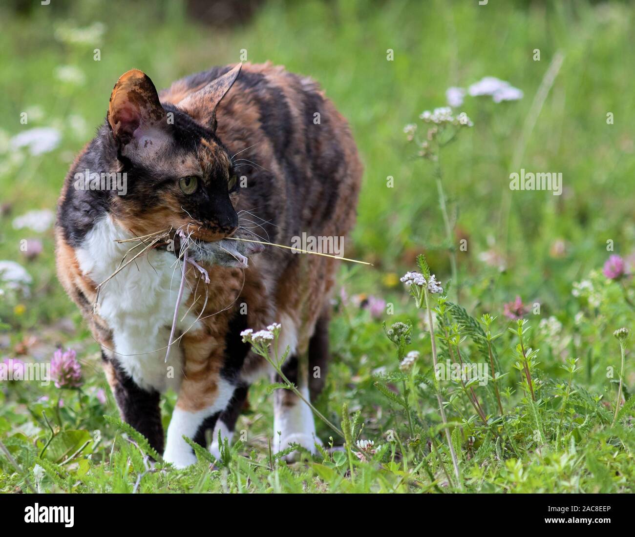 Chat porteur d'une souris qu'elle pris Banque D'Images