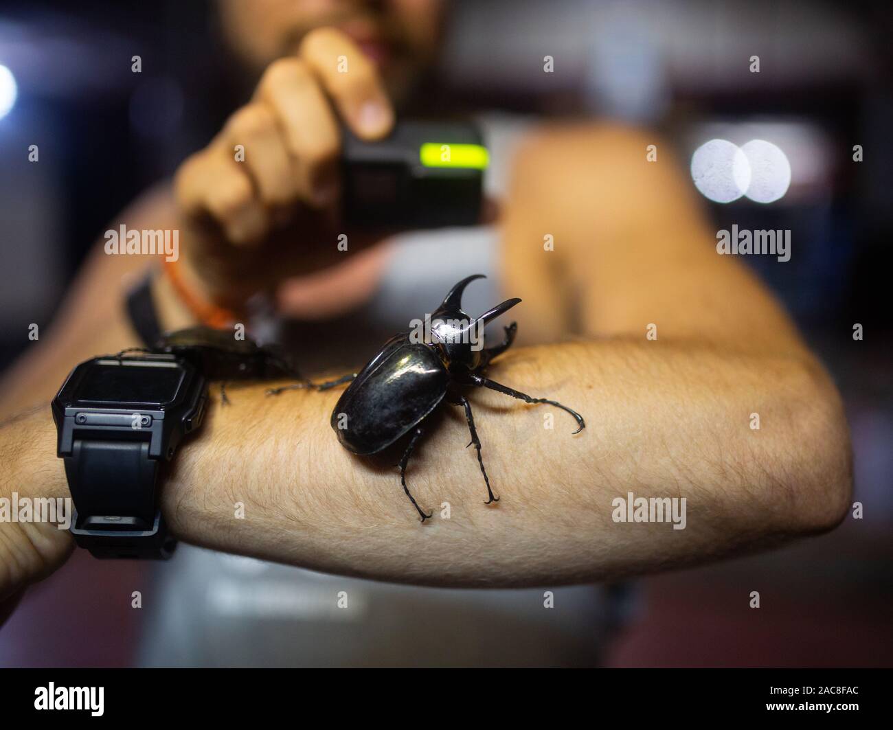 Bug noir géant Atlas sur le mans part la nuit Banque D'Images