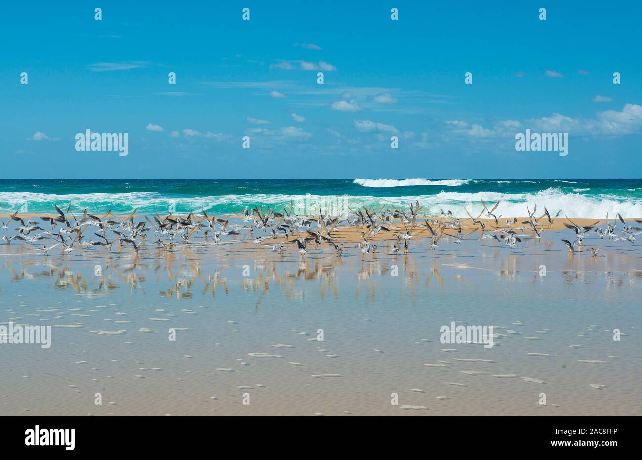 Plus grand cormoran à sternes (Thalasseus bergii), grand troupeau au bord de l'eau. Fraser Island, Queensland, Australie Banque D'Images