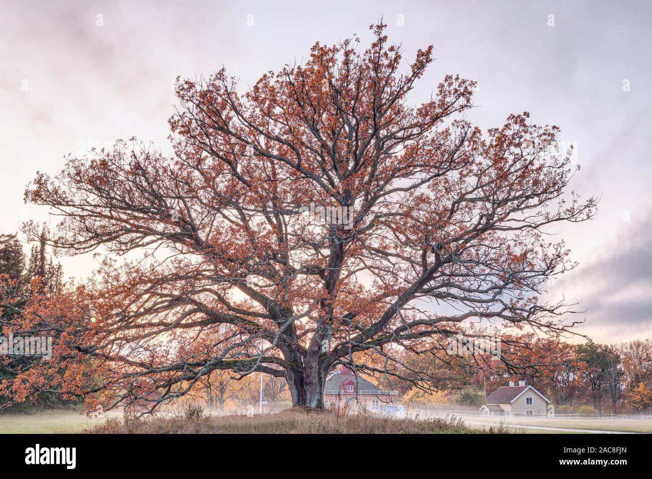 Beau grand arbre au milieu d'Röskär, Vaxholm, Suède Banque D'Images