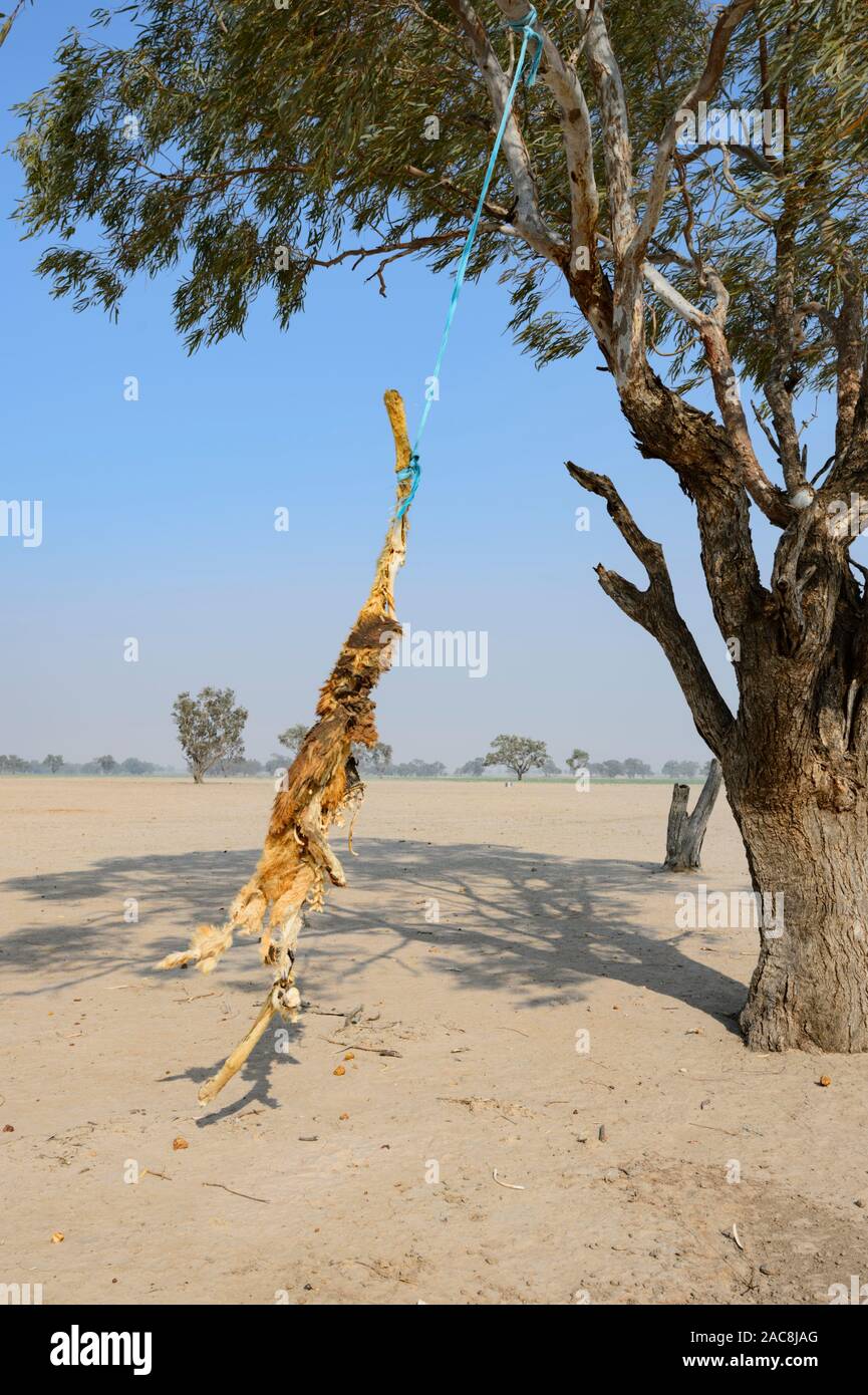Dead dingo pendant vers le bas d'un arbre, entre Carpentras et Tilpa, New South Wales, NSW, Australie Banque D'Images
