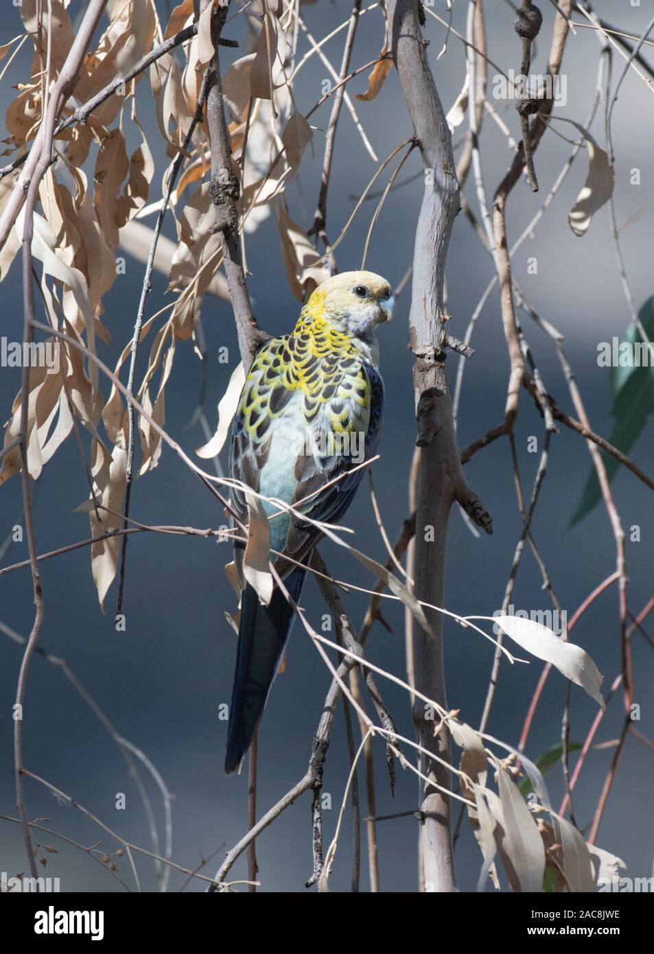 À tête pâle Platycercus adscitus Rosella () perché dans un arbre, dans le Queensland, Queensland, Australie Banque D'Images