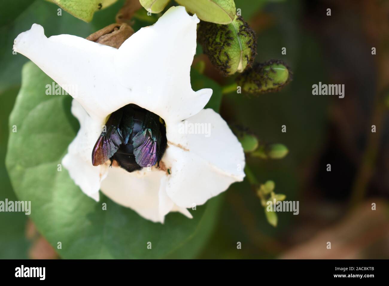 Une abeille charpentier (Xylocopa latipes) entrant dans le pétale de fleur blanche afin de recueillir le nectar. Boyolali, Java central, Indonésie Banque D'Images
