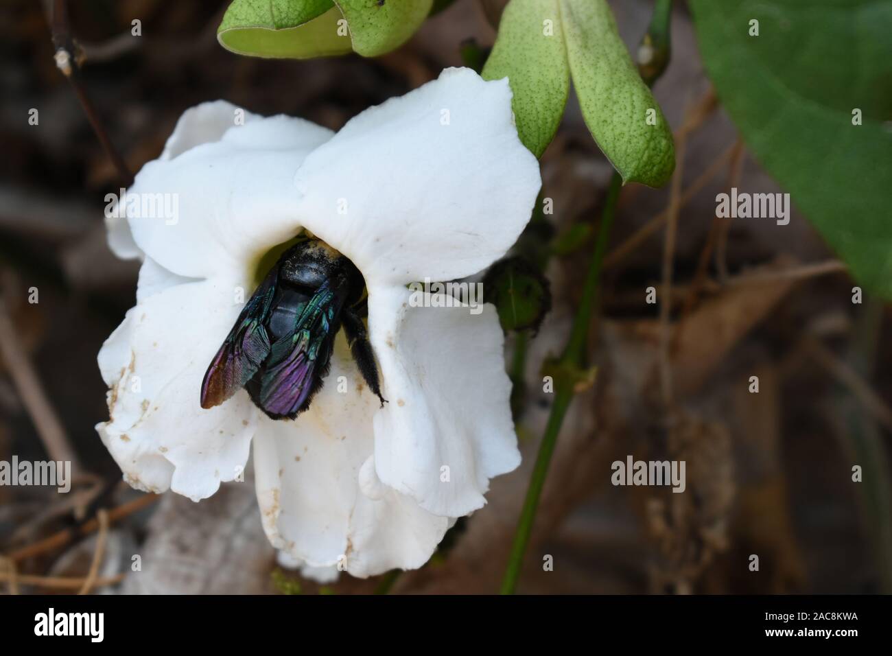 Une abeille charpentier (Xylocopa latipes) entrant dans le pétale de fleur blanche afin de recueillir le nectar. Boyolali, Java central, Indonésie Banque D'Images