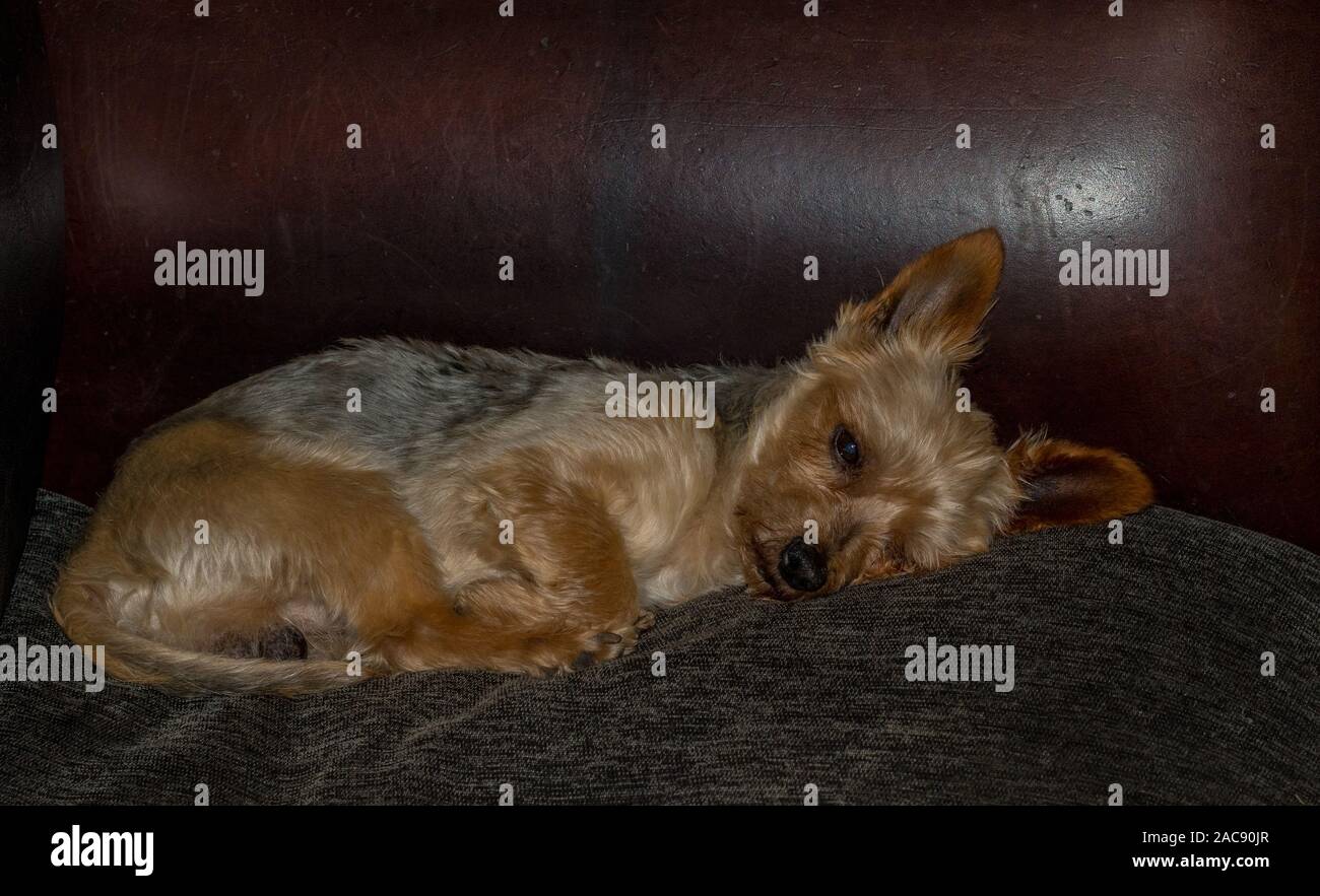 Un caniche dormir paisiblement sur un canapé à l'intérieur droit en format horizontal Banque D'Images