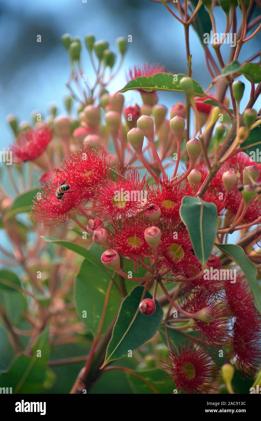 Floraison rouge gum tree blossoms, Corymbia ficifolia Wildfire divers, famille des Myrtaceae. Endémique à Stirling près d'Albany dans sur la côte sud ouest Banque D'Images