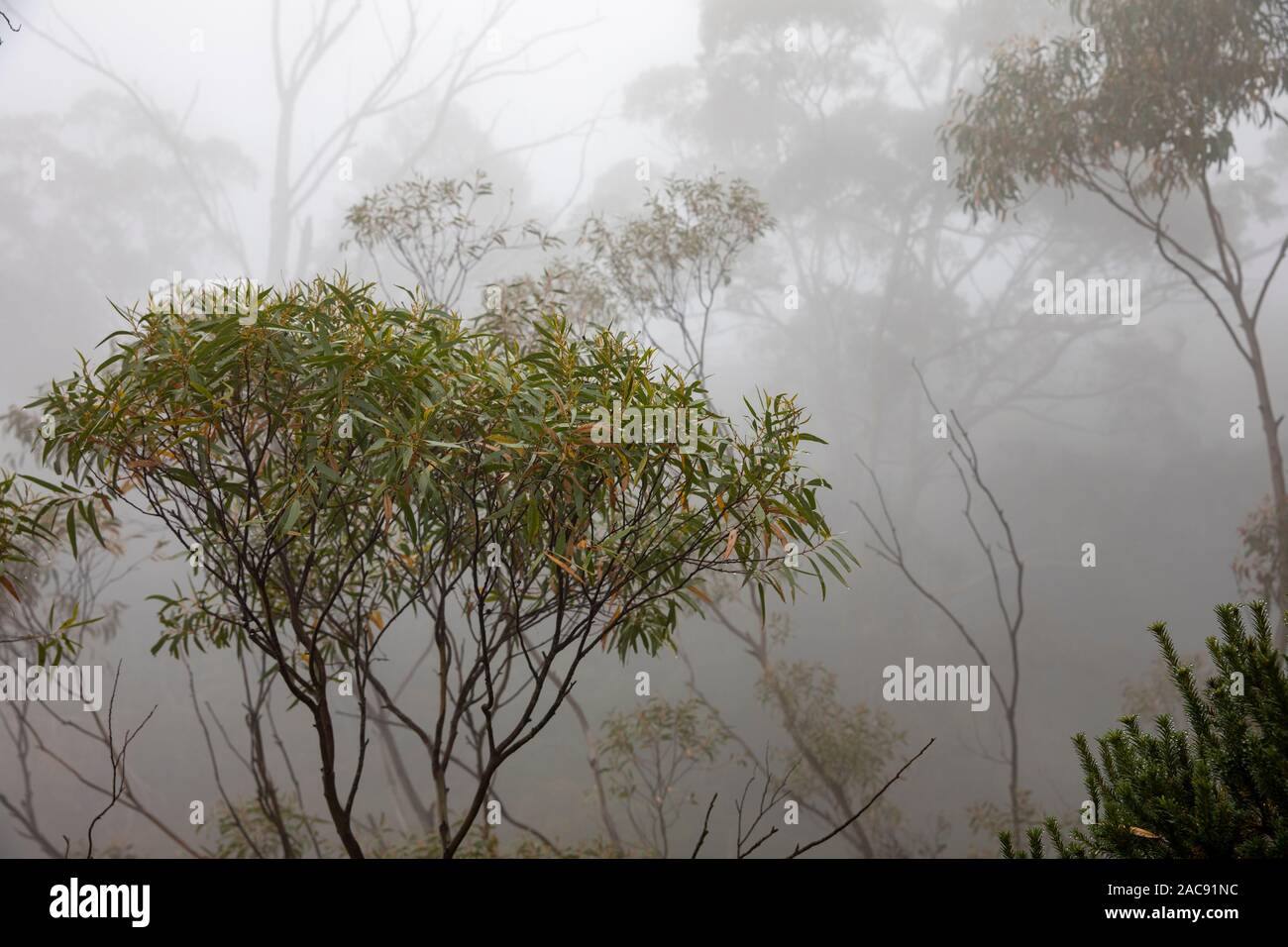 Blue Mountain et de jour d'épais brouillard dans la vallée occulte le paysage, New South Wales, Australie Banque D'Images