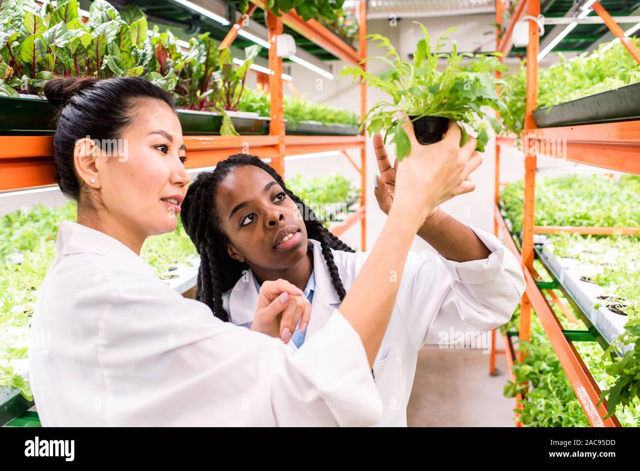 Deux jeunes femmes discutent des biologistes interculturel plante verte en pot tout en travaillant dans les émissions de Banque D'Images